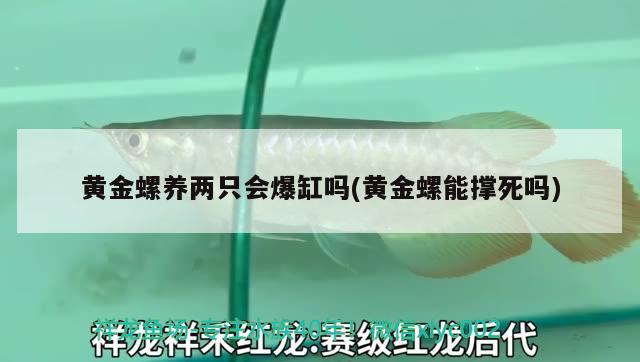 黄金螺养两只会爆缸吗(黄金螺能撑死吗)