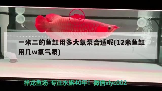 一米二的鱼缸用多大氧泵合适呢(12米鱼缸用几w氧气泵) 水族用品