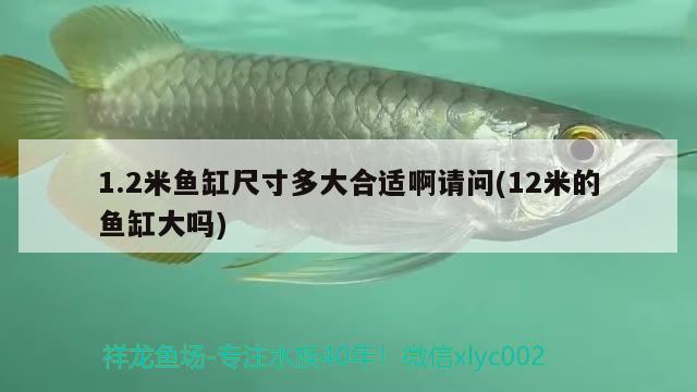 1.2米鱼缸尺寸多大合适啊请问(12米的鱼缸大吗)