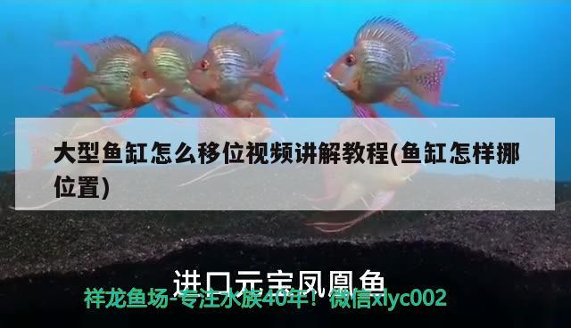 大型鱼缸怎么移位视频讲解教程(鱼缸怎样挪位置) 观赏鱼水族批发市场