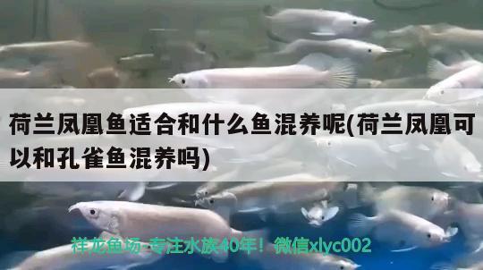 荷兰凤凰鱼适合和什么鱼混养呢(荷兰凤凰可以和孔雀鱼混养吗)