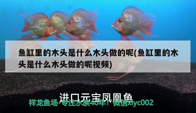 鱼缸里的木头是什么木头做的呢(鱼缸里的木头是什么木头做的呢视频)