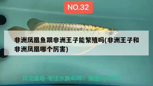 非洲凤凰鱼跟非洲王子能繁殖吗(非洲王子和非洲凤凰哪个厉害)