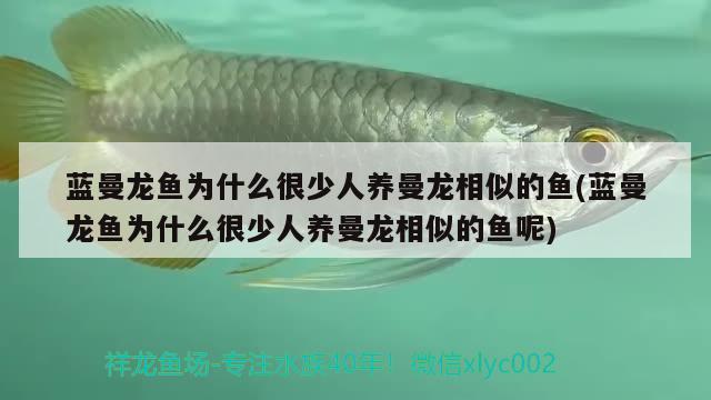 蓝曼龙鱼为什么很少人养曼龙相似的鱼(蓝曼龙鱼为什么很少人养曼龙相似的鱼呢) 观赏鱼