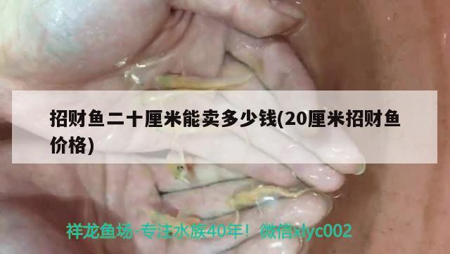 招财鱼二十厘米能卖多少钱(20厘米招财鱼价格) 观赏鱼