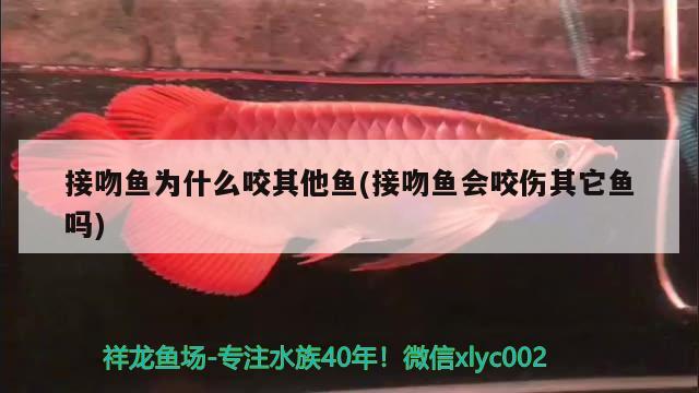 接吻鱼为什么咬其他鱼(接吻鱼会咬伤其它鱼吗) 观赏鱼