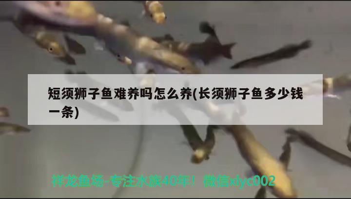 短须狮子鱼难养吗怎么养(长须狮子鱼多少钱一条) 观赏鱼