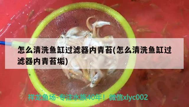 怎么清洗鱼缸过滤器内青苔(怎么清洗鱼缸过滤器内青苔垢)