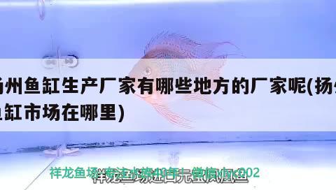 扬州鱼缸生产厂家有哪些地方的厂家呢(扬州鱼缸市场在哪里) 大白鲨鱼