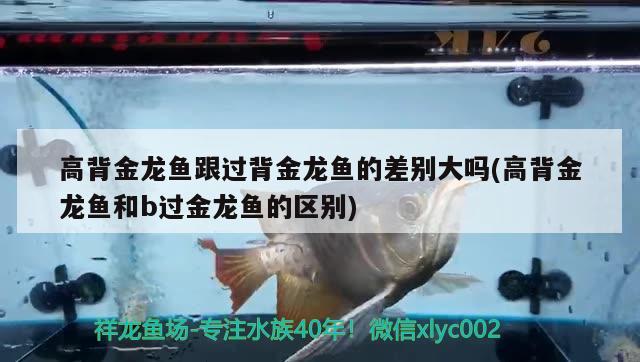 高背金龙鱼跟过背金龙鱼的差别大吗(高背金龙鱼和b过金龙鱼的区别) 高背金龙鱼