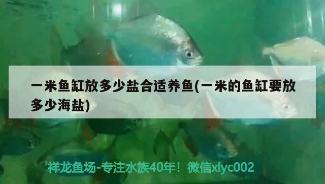 一米鱼缸放多少盐合适养鱼(一米的鱼缸要放多少海盐) 水族维护服务（上门）