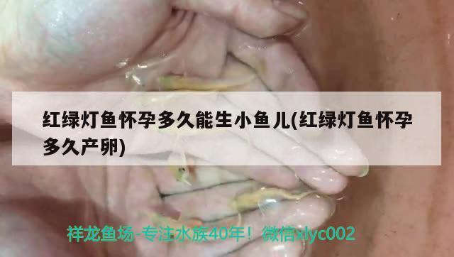 红绿灯鱼怀孕多久能生小鱼儿(红绿灯鱼怀孕多久产卵) 观赏鱼