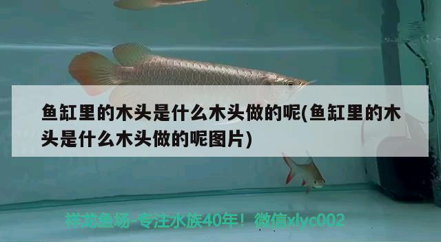 鱼缸里的木头是什么木头做的呢(鱼缸里的木头是什么木头做的呢图片)