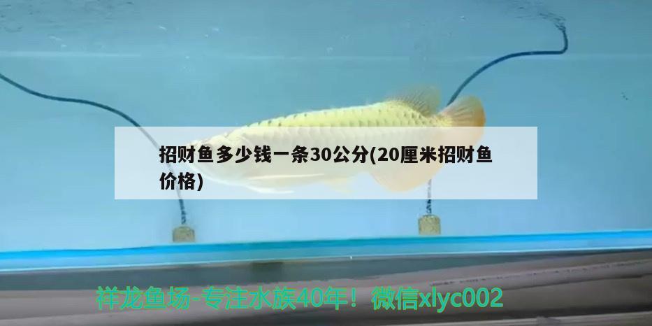 招财鱼多少钱一条30公分(20厘米招财鱼价格)