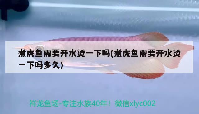 煮虎鱼需要开水烫一下吗(煮虎鱼需要开水烫一下吗多久) 虎鱼百科