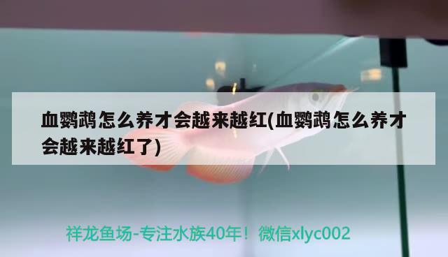 血鹦鹉怎么养才会越来越红(血鹦鹉怎么养才会越来越红了) 鹦鹉鱼