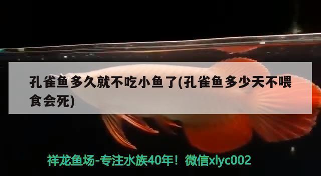 孔雀鱼多久就不吃小鱼了(孔雀鱼多少天不喂食会死) 观赏鱼