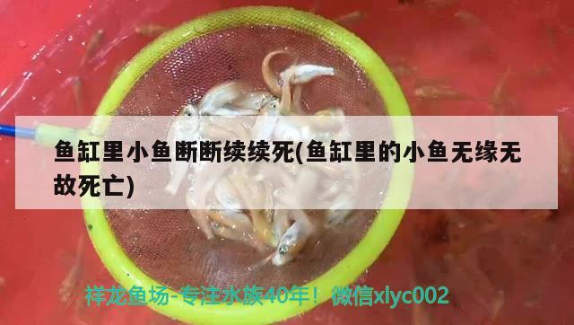 鱼缸里小鱼断断续续死(鱼缸里的小鱼无缘无故死亡) 蓝底过背金龙鱼