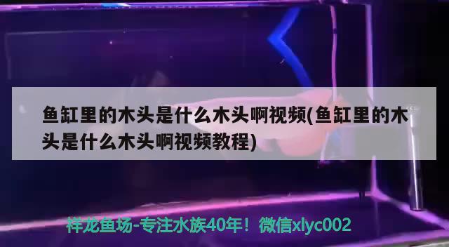 鱼缸里的木头是什么木头啊视频(鱼缸里的木头是什么木头啊视频教程)