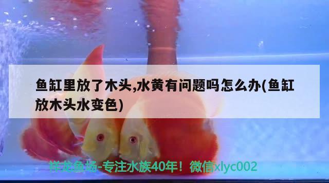 鱼缸里放了木头,水黄有问题吗怎么办(鱼缸放木头水变色) 广州水族器材滤材批发市场