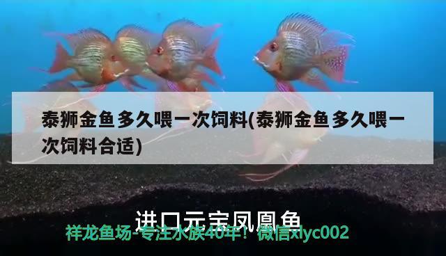 泰狮金鱼多久喂一次饲料(泰狮金鱼多久喂一次饲料合适) 观赏鱼