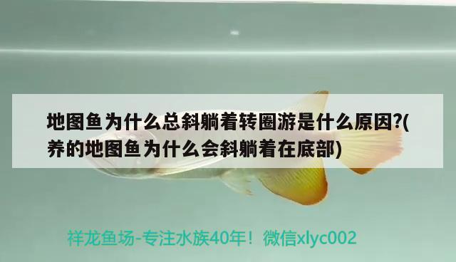 地图鱼为什么总斜躺着转圈游是什么原因?(养的地图鱼为什么会斜躺着在底部)