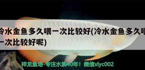 冷水金鱼多久喂一次比较好(冷水金鱼多久喂一次比较好呢)