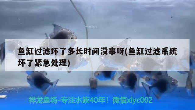 鱼缸过滤坏了多长时间没事呀(鱼缸过滤系统坏了紧急处理)