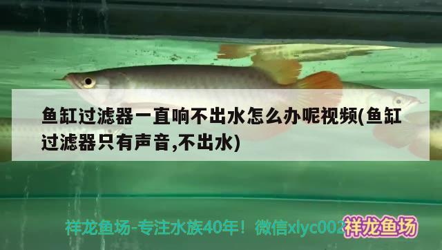 鱼缸过滤器一直响不出水怎么办呢视频(鱼缸过滤器只有声音,不出水)