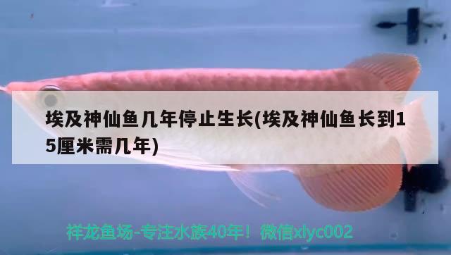 埃及神仙鱼几年停止生长(埃及神仙鱼长到15厘米需几年)