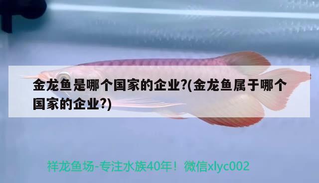 金龙鱼是哪个国家的企业?(金龙鱼属于哪个国家的企业?) 观赏鱼