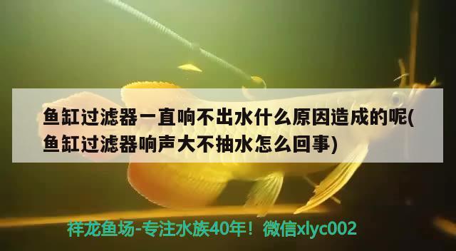 鱼缸过滤器一直响不出水什么原因造成的呢(鱼缸过滤器响声大不抽水怎么回事) 黄金眼镜蛇雷龙鱼