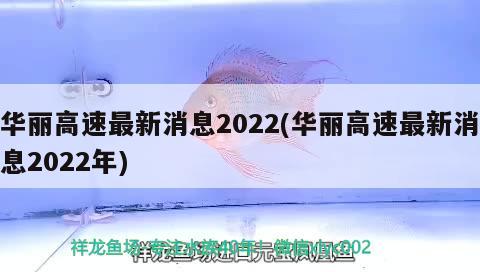 华丽高速最新消息2022(华丽高速最新消息2022年) 观赏鱼