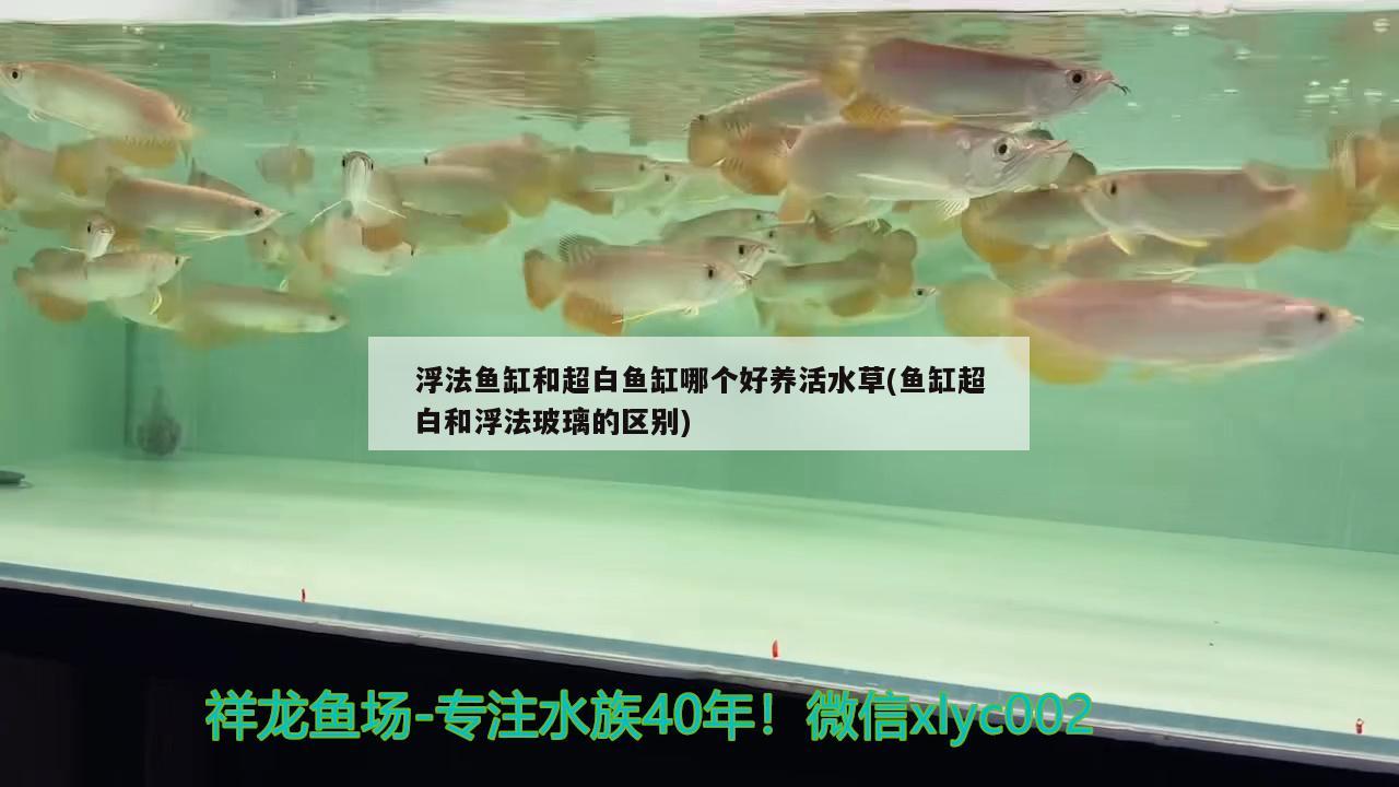 浮法鱼缸和超白鱼缸哪个好养活水草(鱼缸超白和浮法玻璃的区别)