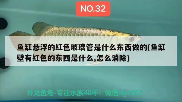 鱼缸悬浮的红色玻璃管是什么东西做的(鱼缸壁有红色的东西是什么,怎么消除)