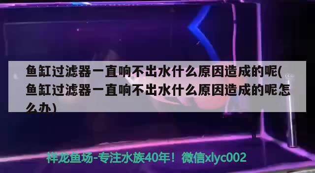 鱼缸过滤器一直响不出水什么原因造成的呢(鱼缸过滤器一直响不出水什么原因造成的呢怎么办)