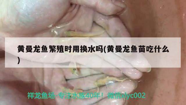 黄曼龙鱼繁殖时用换水吗(黄曼龙鱼苗吃什么)