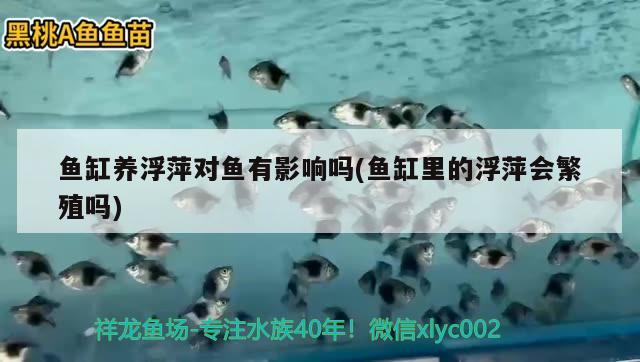 鱼缸养浮萍对鱼有影响吗(鱼缸里的浮萍会繁殖吗) 图腾金龙鱼