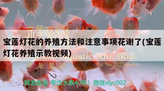 宝莲灯花的养殖方法和注意事项花谢了(宝莲灯花养殖示教视频)