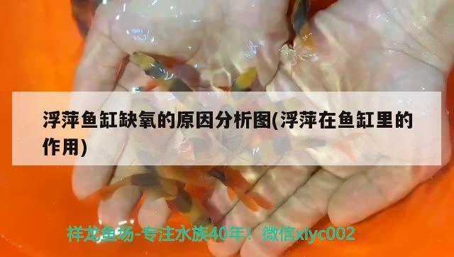 浮萍鱼缸缺氧的原因分析图(浮萍在鱼缸里的作用) 养鱼知识