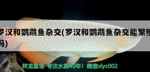 罗汉和鹦鹉鱼杂交(罗汉和鹦鹉鱼杂交能繁殖吗) 鹦鹉鱼