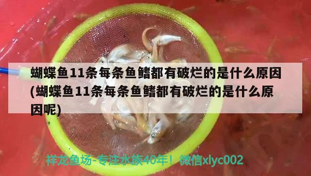 蝴蝶鱼11条每条鱼鳍都有破烂的是什么原因(蝴蝶鱼11条每条鱼鳍都有破烂的是什么原因呢) 蝴蝶鲤