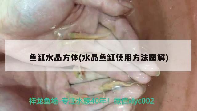 鱼缸水晶方体(水晶鱼缸使用方法图解) 埃及神仙鱼