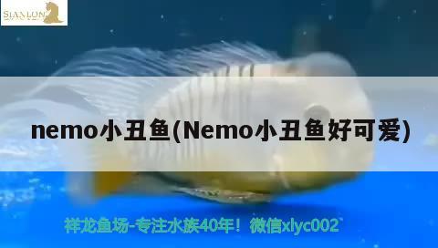 nemo小丑鱼(Nemo小丑鱼好可爱) 海水鱼