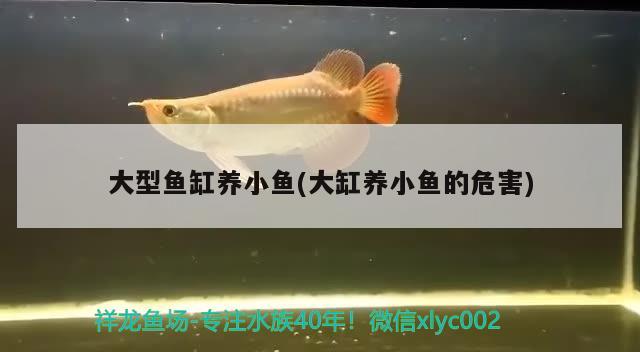 大型鱼缸养小鱼(大缸养小鱼的危害) 黄金达摩鱼