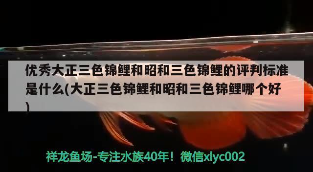 优秀大正三色锦鲤和昭和三色锦鲤的评判标准是什么(大正三色锦鲤和昭和三色锦鲤哪个好)