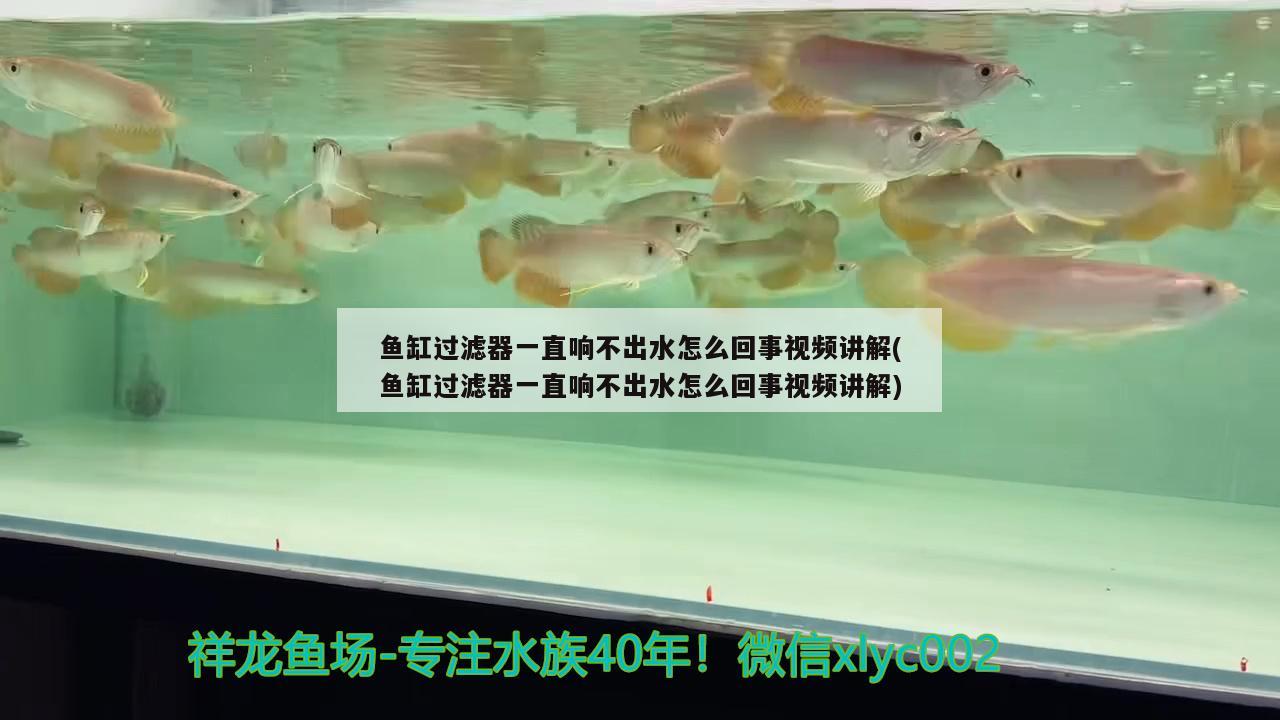 鱼缸过滤器一直响不出水怎么回事视频讲解(鱼缸过滤器一直响不出水怎么回事视频讲解) 泰国虎鱼（泰虎）