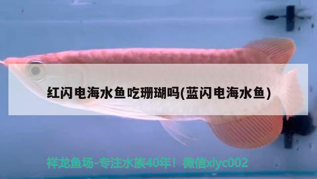 红闪电海水鱼吃珊瑚吗(蓝闪电海水鱼) 海水鱼