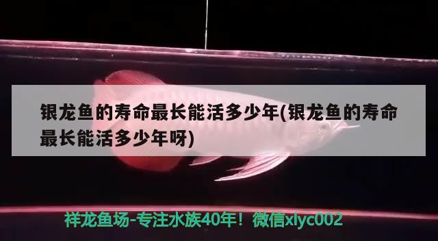 银龙鱼的寿命最长能活多少年(银龙鱼的寿命最长能活多少年呀) 银龙鱼