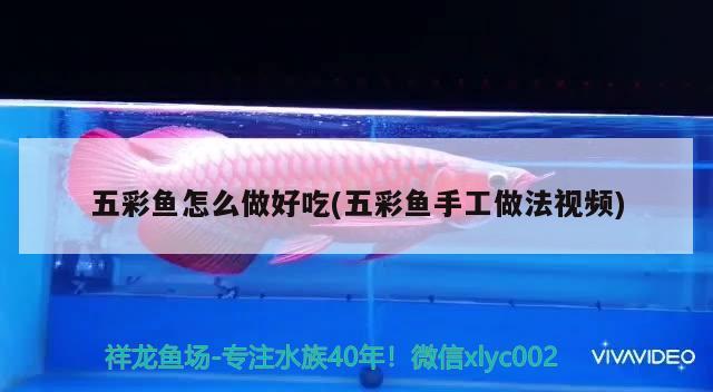 五彩鱼怎么做好吃(五彩鱼手工做法视频) 观赏鱼